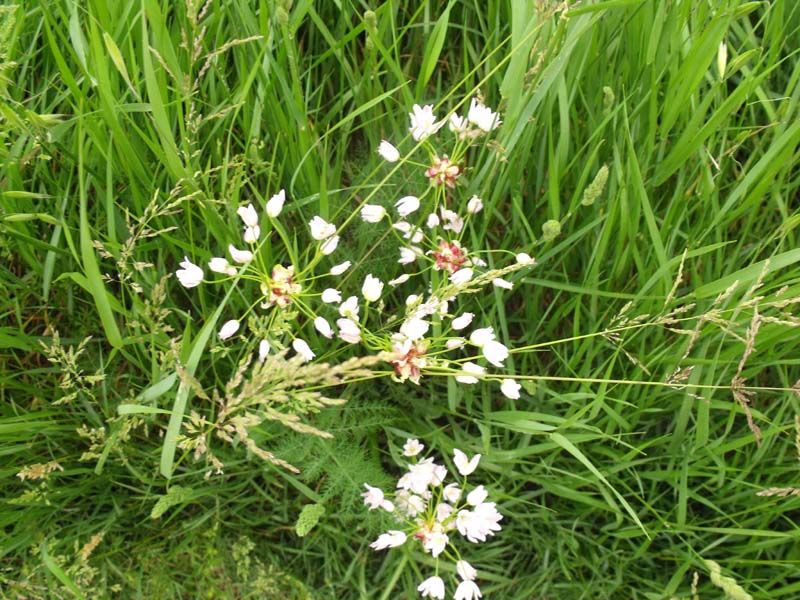 Allium maremmano - Allium roseum